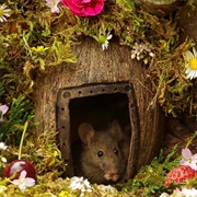 Mouse House