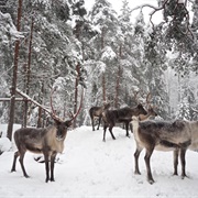 Nuuksio National Park, Finnland