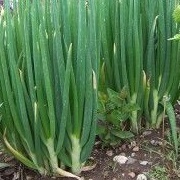 Perennial Onion