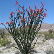 Ocotillo