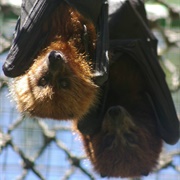 Ornate Flying Fox