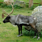 Blitzen