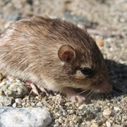 Spiny Pocket Mouse