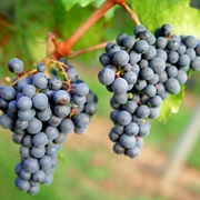 Tannat