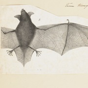 Eastern Long-Fingered Bat