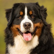 Bernese Mountain Dog