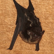 Greater Sac-Winged Bat