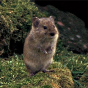 Insular Vole