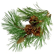 Pine Branch