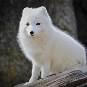 White Fox