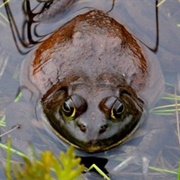 Goliath Frog