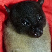 Black-Capped Fruit Bat