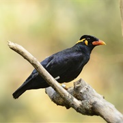 Hill Myna