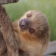 Linne&#39;s Two-Toed Sloth