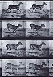 Virginia Deer, Buck, Galloping 1887 (1890)