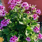 Citronella Geraniums