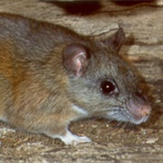 Eastern Wood Rat (Pack Rat)