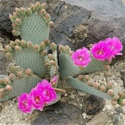 Beaver Tail Cactus