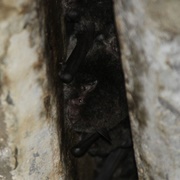 Large-Footed Myotis