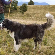 Romanian Carpathian Shepherd