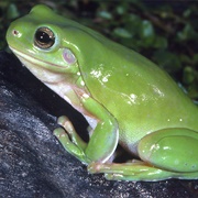 Australian Green Tree Frog