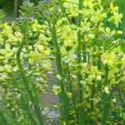 Broccoli Flowers