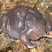 Purple Frog