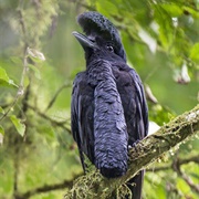 Umbrellabird