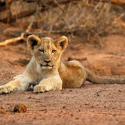 Hlane Royal National Park, Swaziland