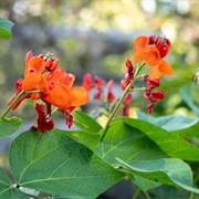 Scarlet Runner Bean