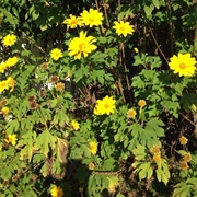 Yellow Mexican Sunflower