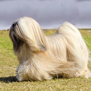 Lhasa Apso