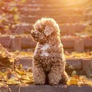 Toy Poodle