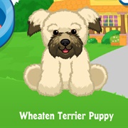 Wheaten Terrier Puppy