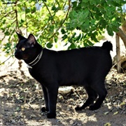 Japanese Bobtail