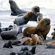 South American Sea Lion