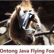 Ontong Java Flying Fox