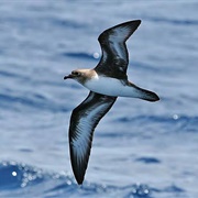 Trindade Petrel