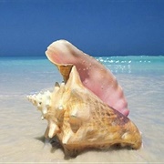 Collect Shells