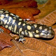 Eastern Tiger Salamander