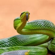 Green Rat Snake