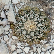 Living Rock Cactus