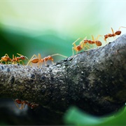 The Ants Go Marching