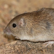 Rock Pocket Mouse