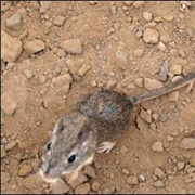 Long-Tailed Pocket Mouse