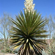 Mojave Yucca