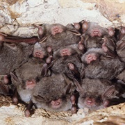 Southeastern Myotis