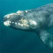 Right Whale