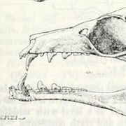 Azagnyi Fruit Bat