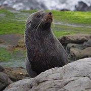 South American Fur Seal